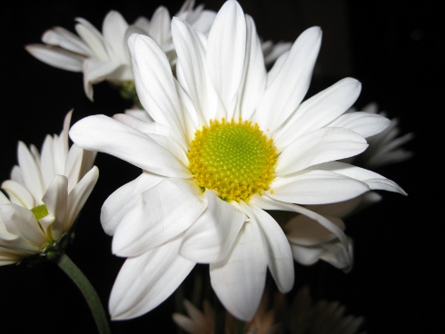 daisy laidig flower