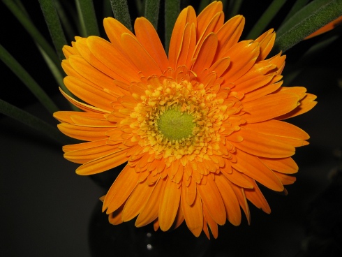 memorial flower for daisy