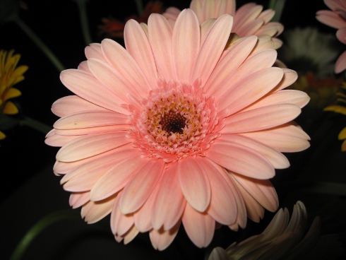 flower
