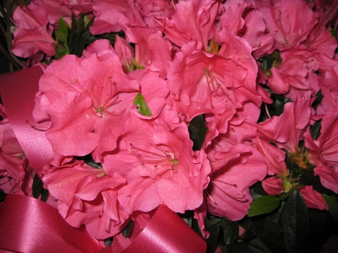 flowers