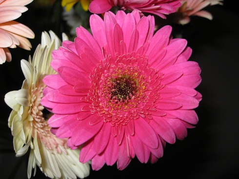 flower